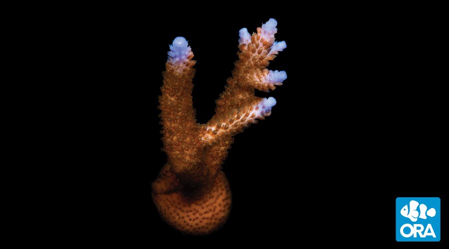ora-stuber-staghorn-coral.jpg