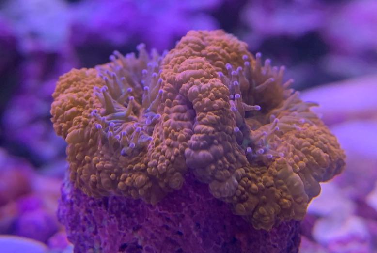 orange acan.jpeg