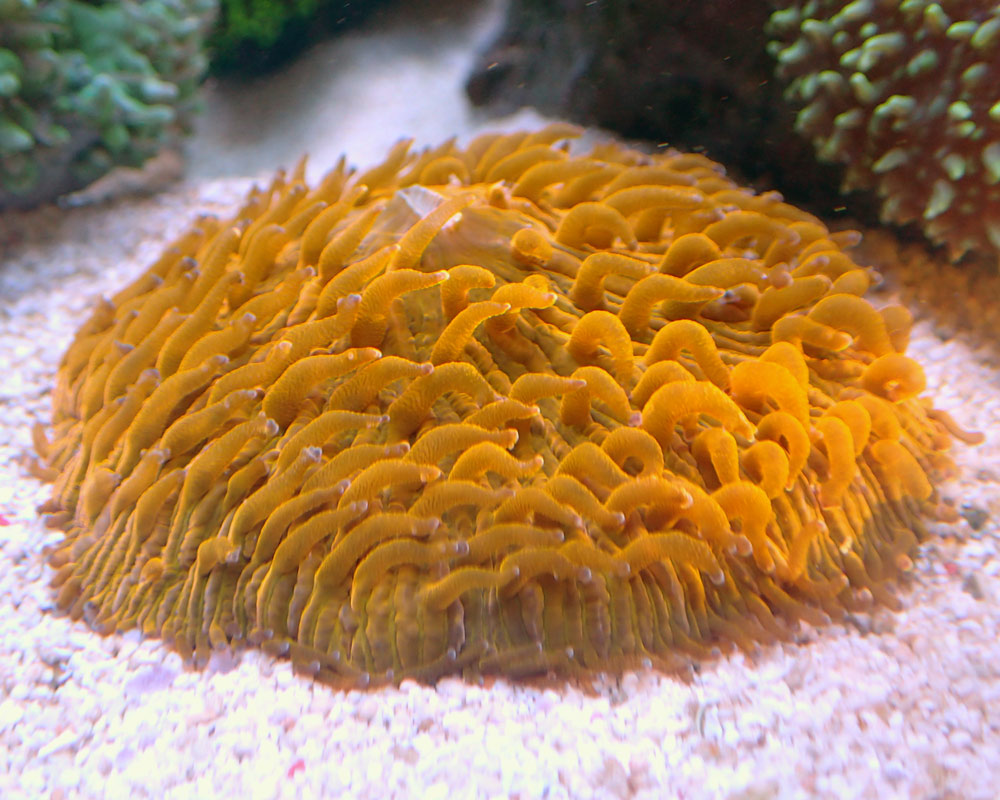 orange.jpg