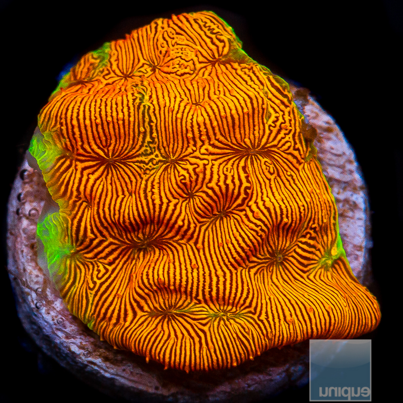 Orange Leptoseris 39 24.JPG