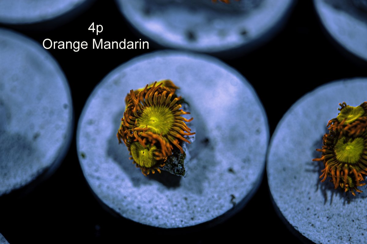 orange-mandarin-4p-2.jpg