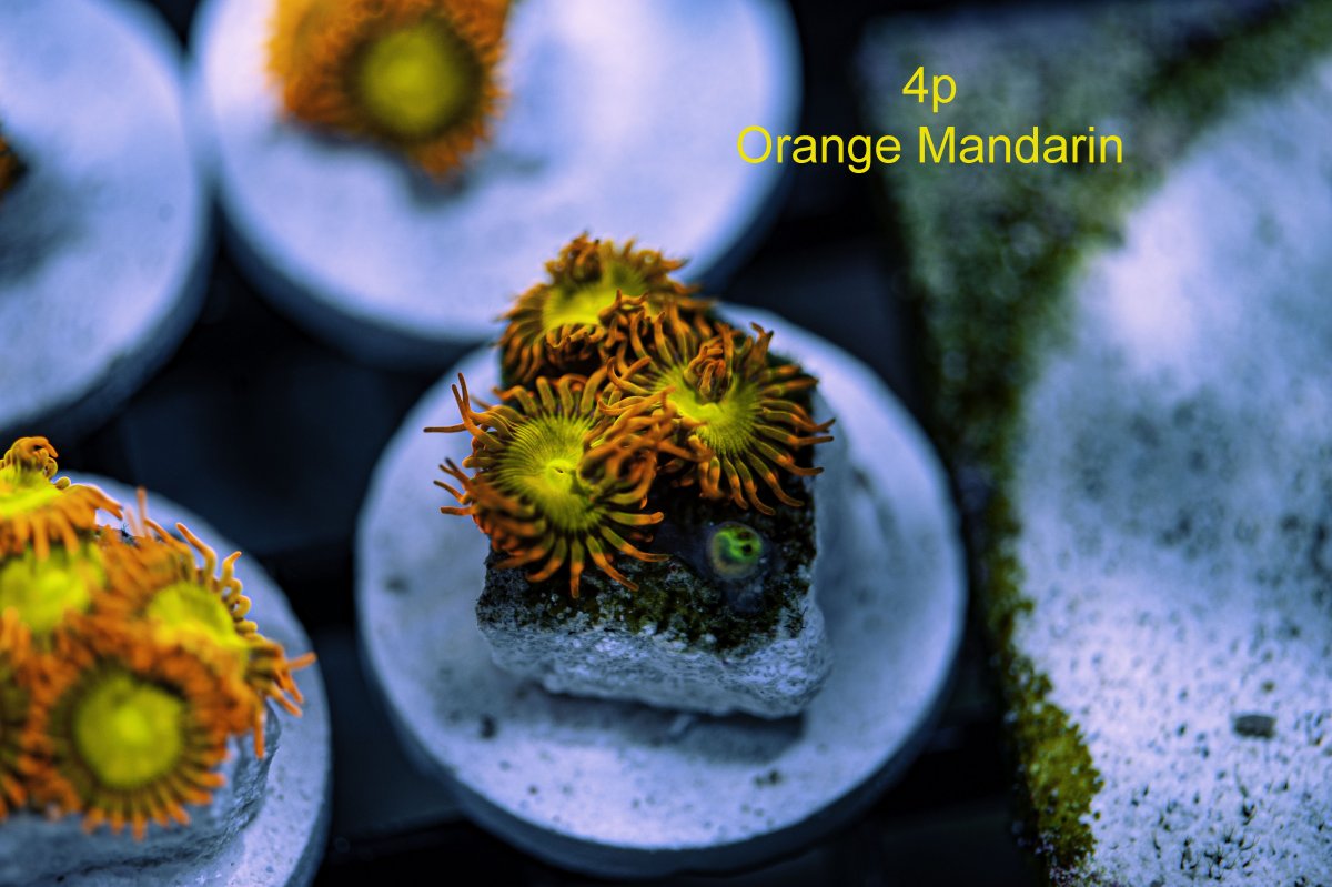 orange-mandarin-4p.jpg