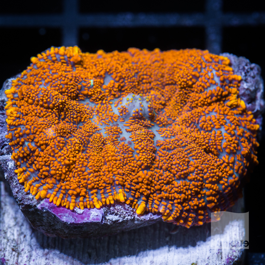 orange mushroom 54 32.jpg