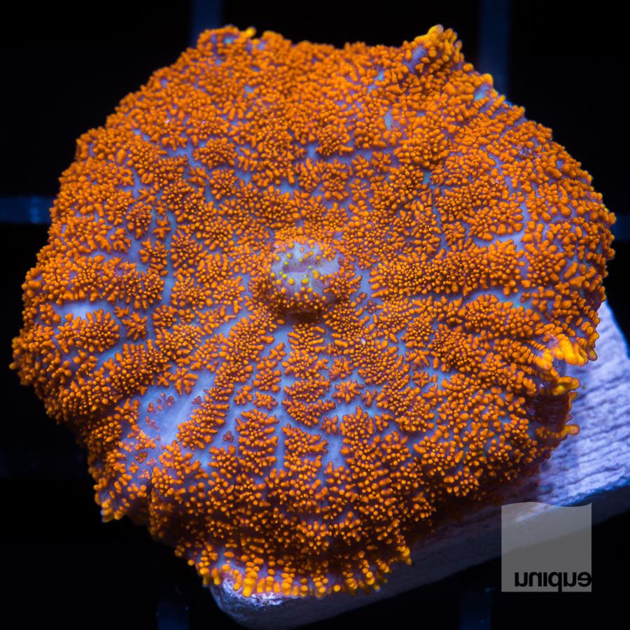 orange mushroom 54 32.jpg