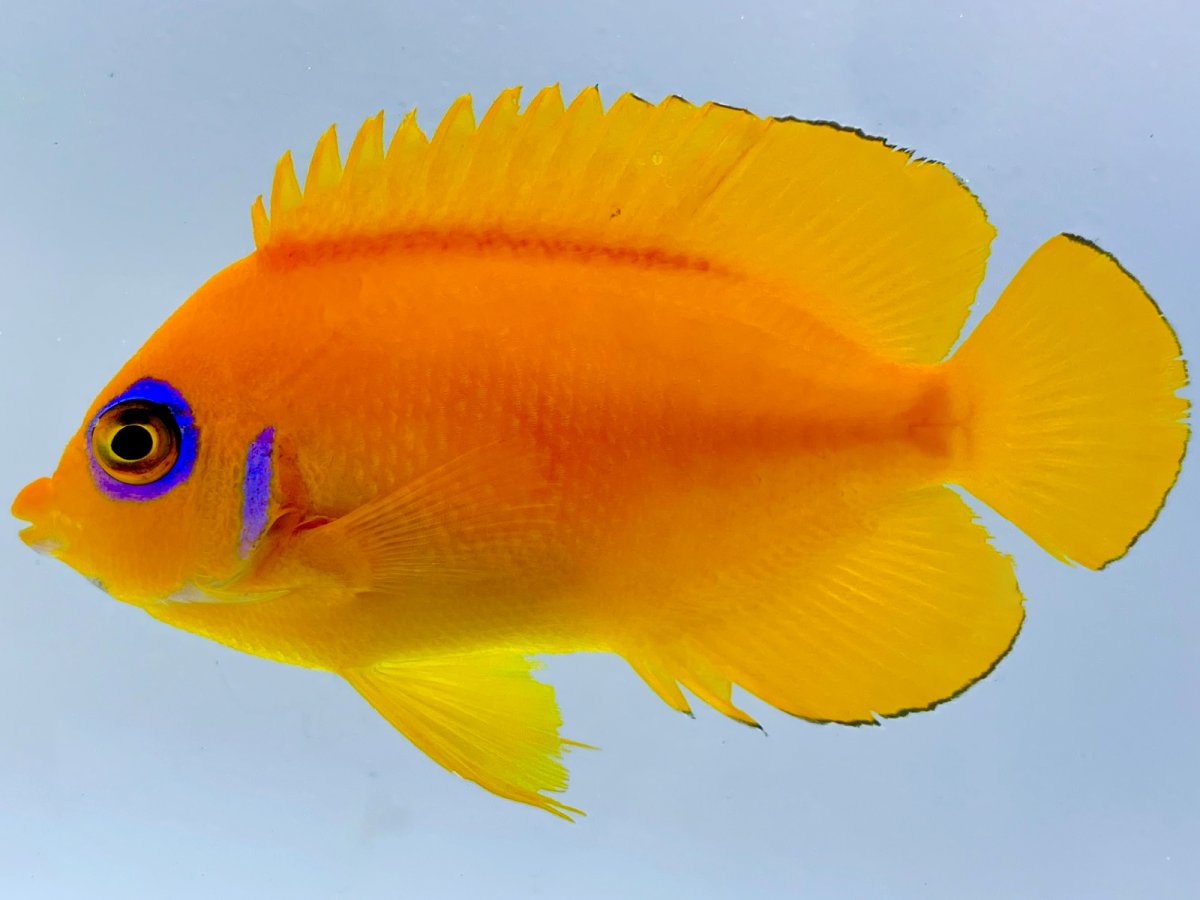 Orange Peel Angelfish.jpg