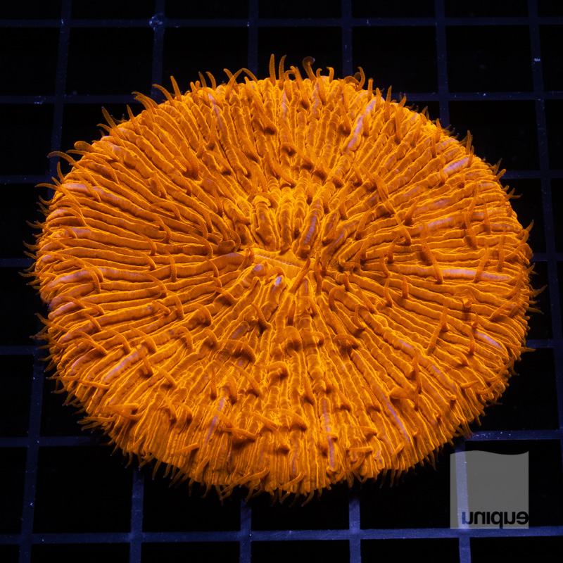 Orange Plate 99 59 (1).jpg