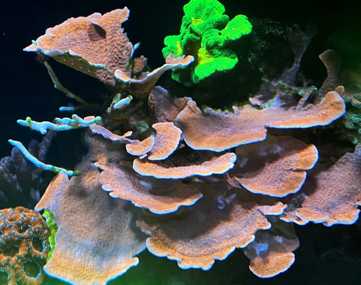 Orange Plate Coral.JPG