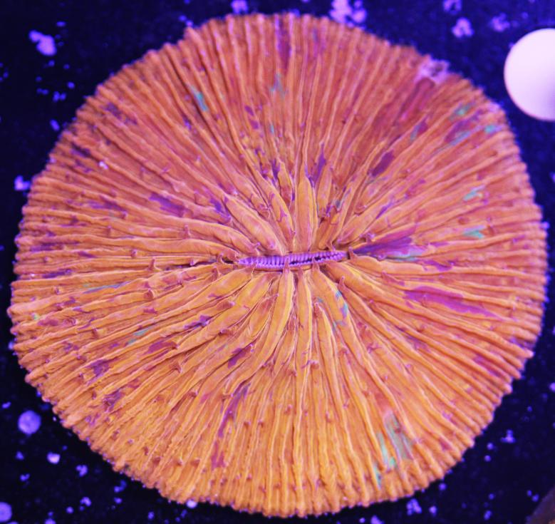 Orange Plate.jpg
