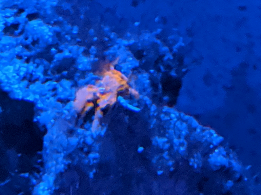 Reef fanning hotsell neon orange