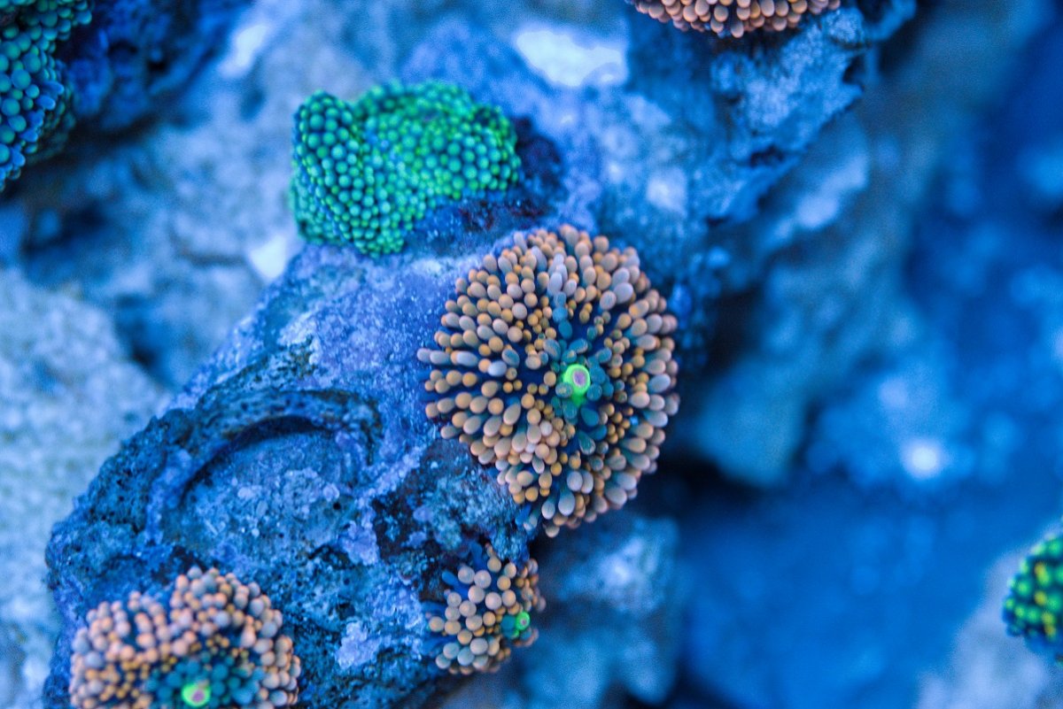 Build Thread - NBurg's Red Sea Reefer 450 mixed reef | Page 5 | Reef2Reef