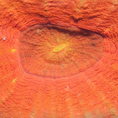 Orange-Scoly-M.jpg
