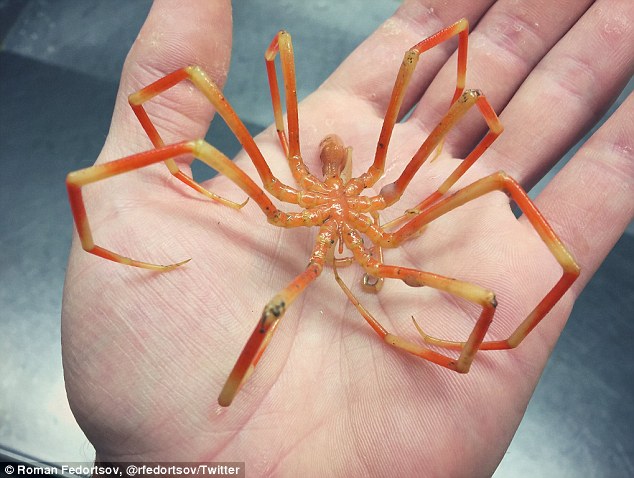 Orange Sea Spider.jpeg