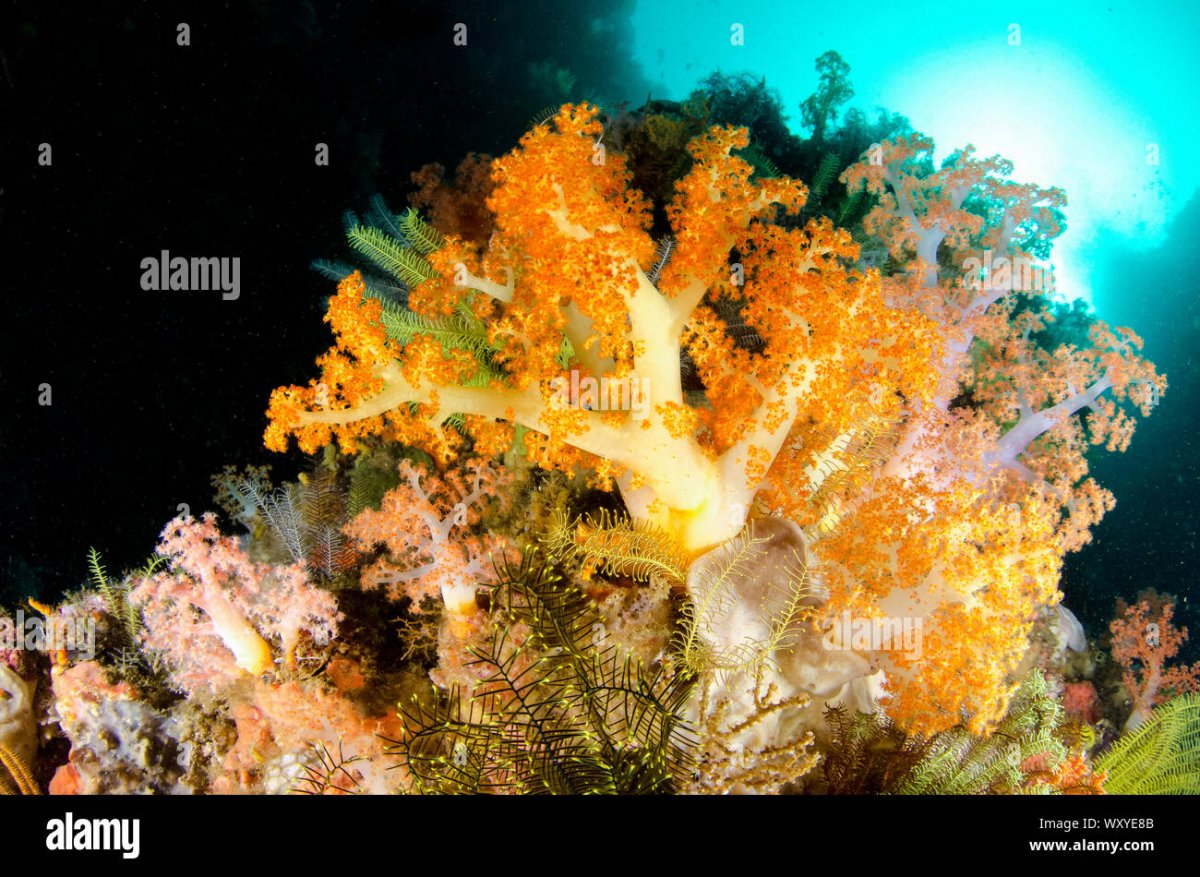 orange-soft-coral-dendronephthya-sp-with-sun-in-background-yellow-wall-of-texas-dive-site-hors...jpg