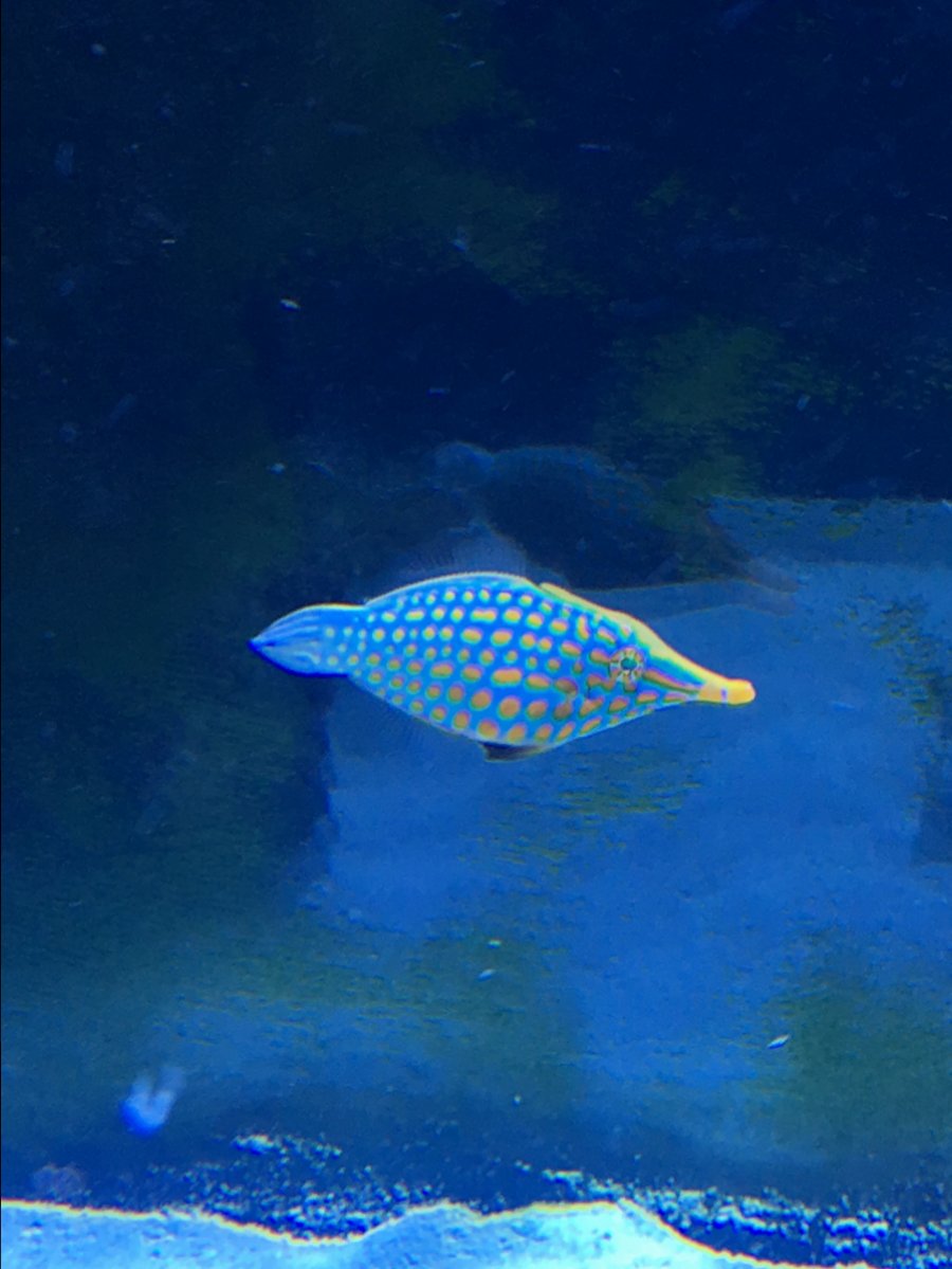 Orange Spotted Filefish.JPG