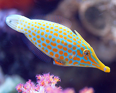 orangespottedFilefish1.jpg
