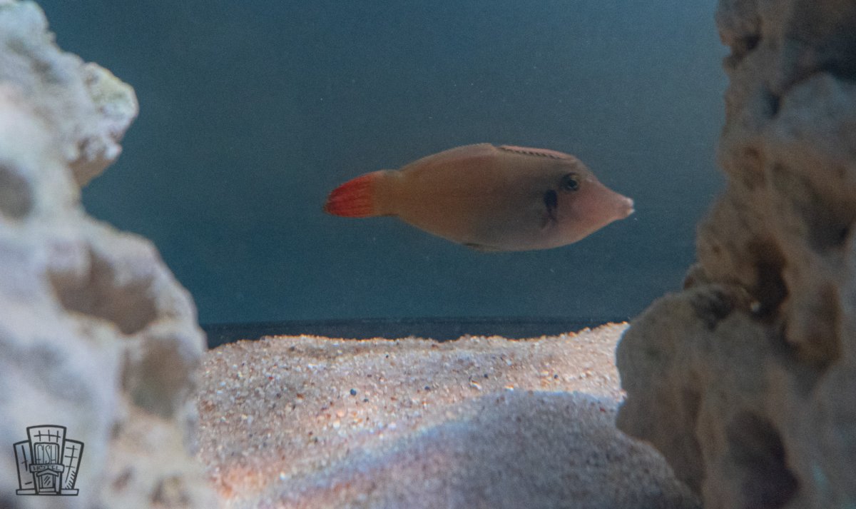 Orangetail Filefish-1.jpg