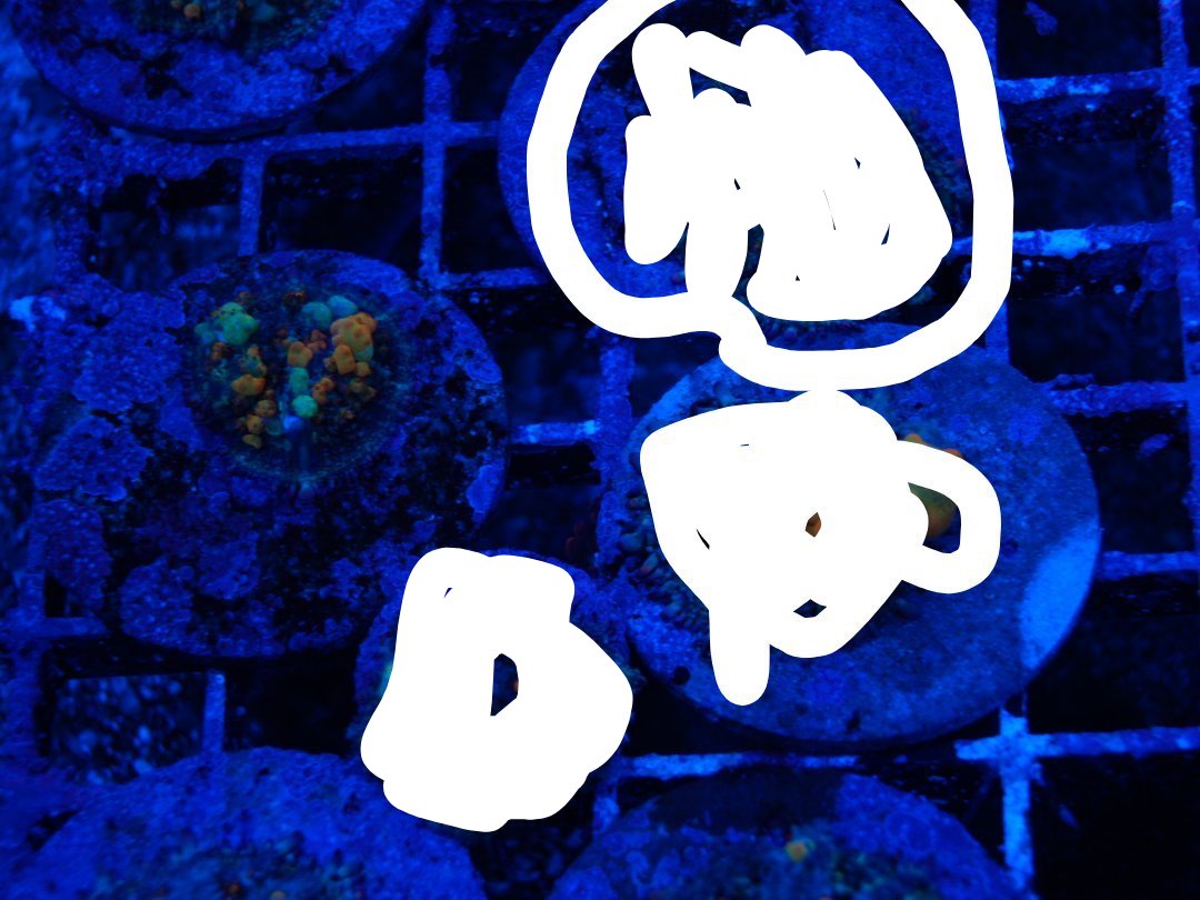 orca-image-2129961032.jpeg.jpeg