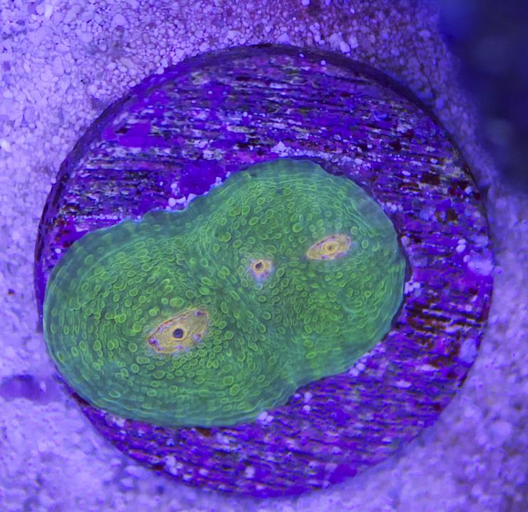 Oregon Mummy Eye.jpg