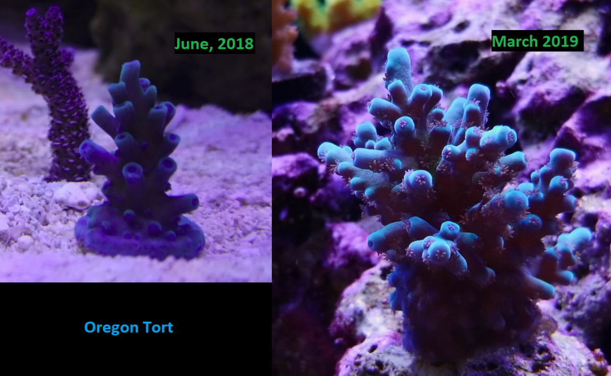 OregonTortProgress.png