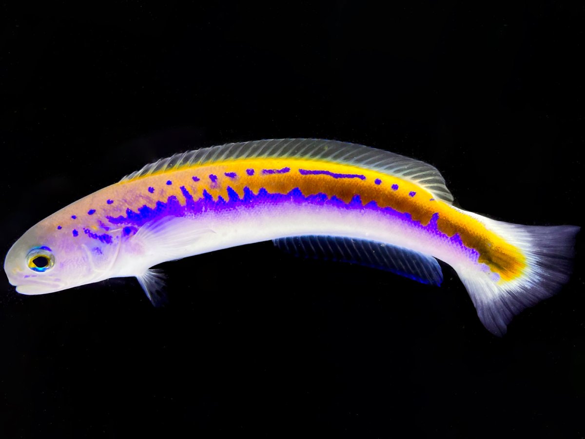 Oreni Tilefish.jpg