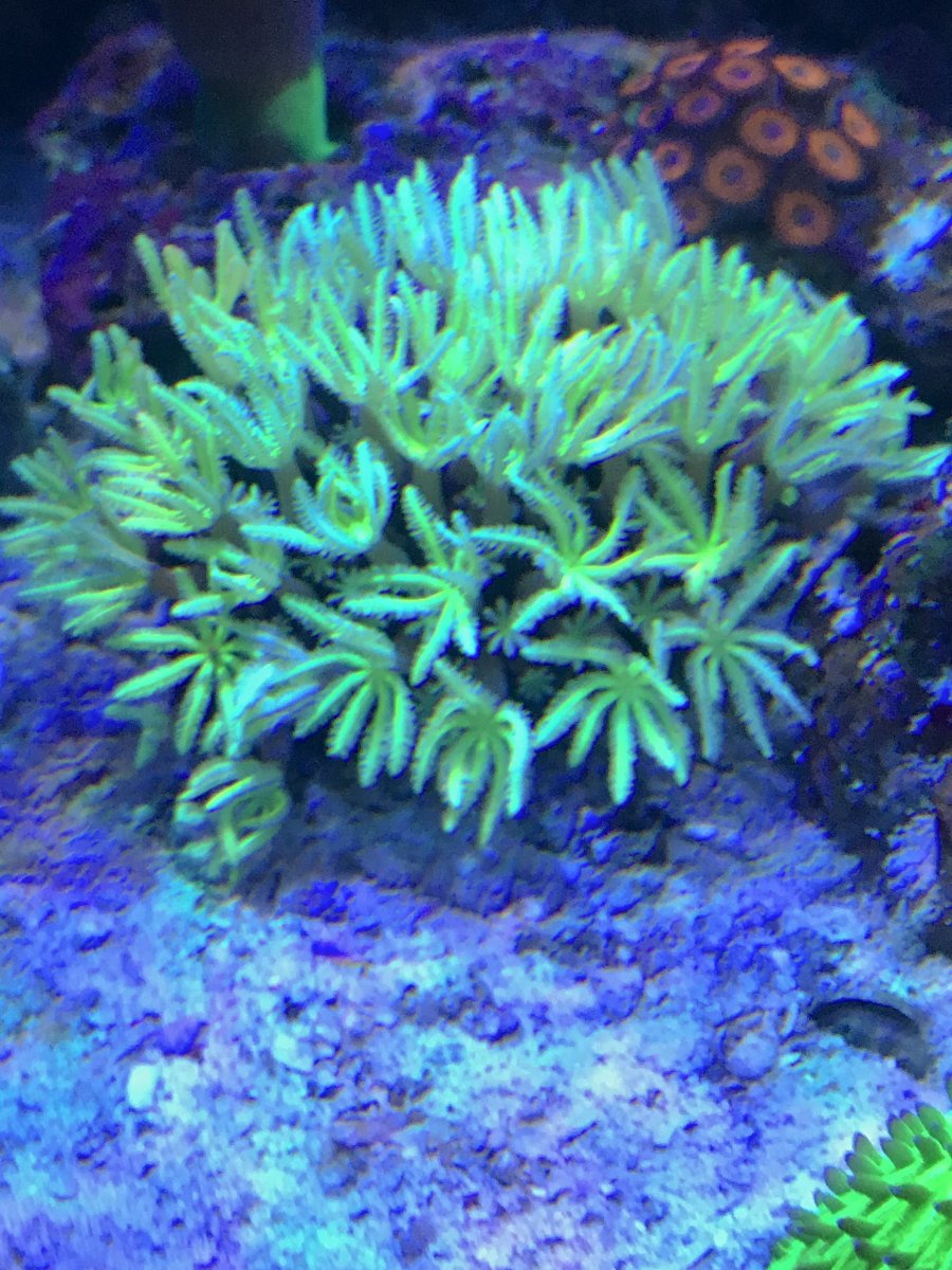 organ coral.jpg