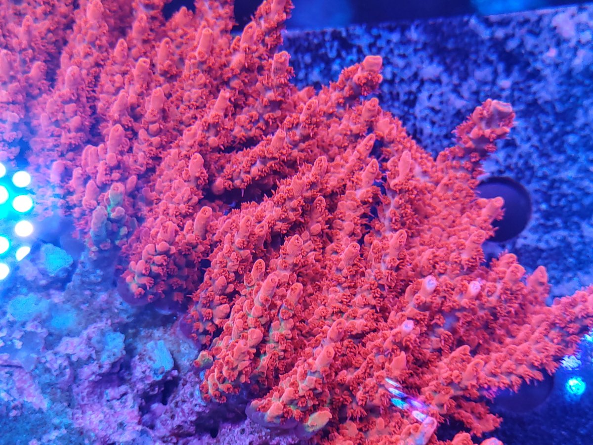 coral reef  🌊 Coral Reef is a captivating 28x28 inch paper sculpture