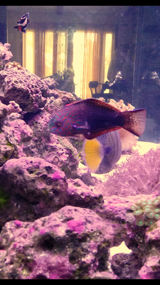 ornate leopard wrasse.png