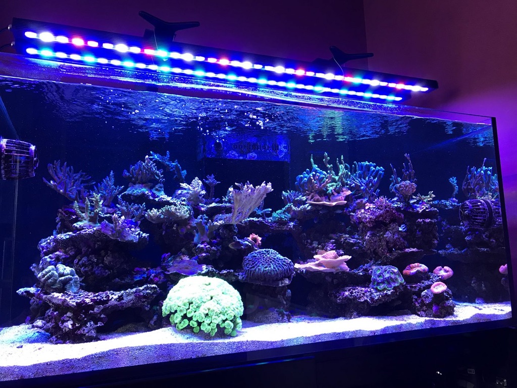 orphek-LED-bar-reef-aquarium.jpg