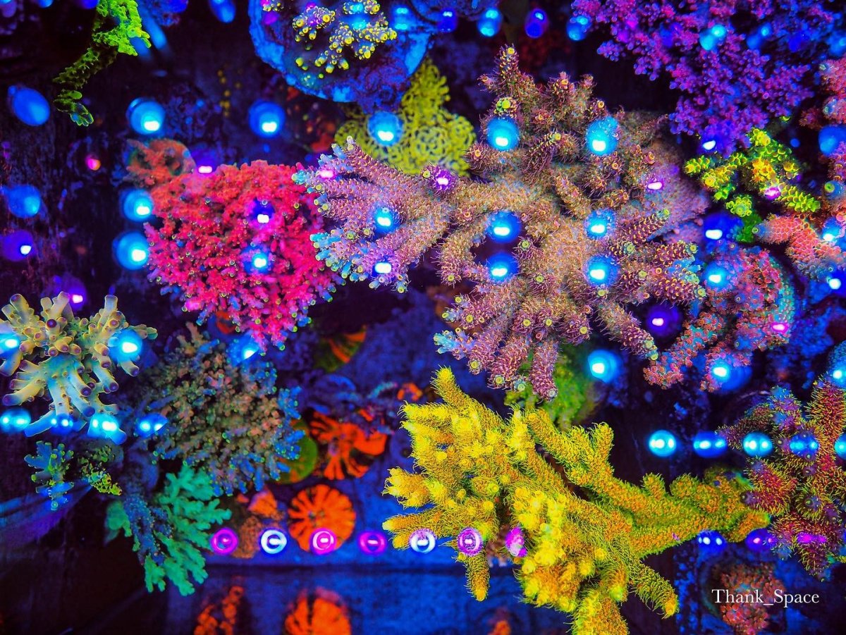 orphek-or3-led-bar-reef-aquarium.jpg