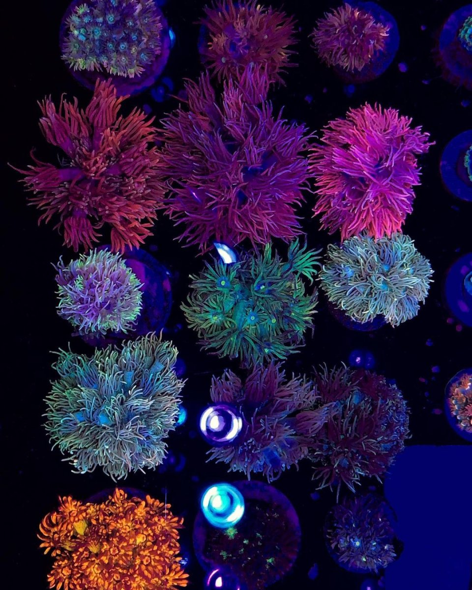 OR3 led bar coral color pop 