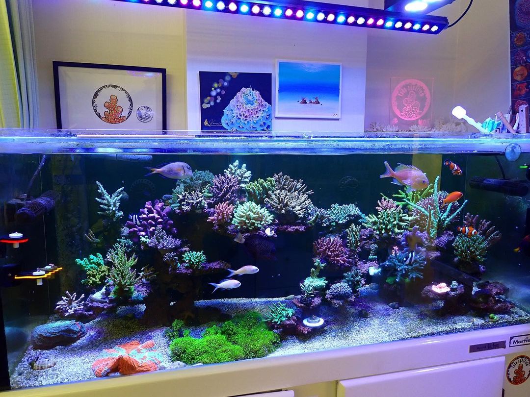 Orphek OR3 led bar reef aquarium 