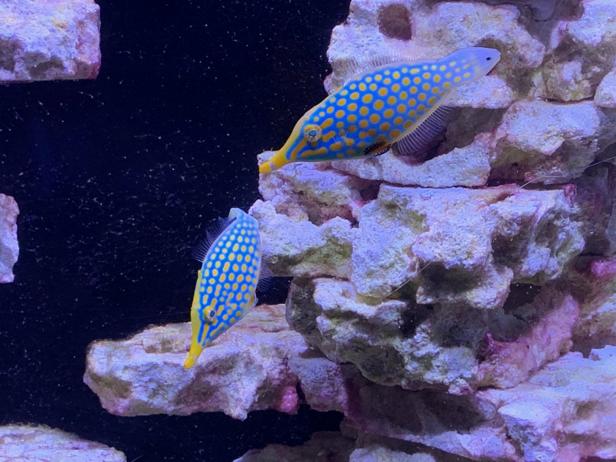 Orange spotted filefish care deals
