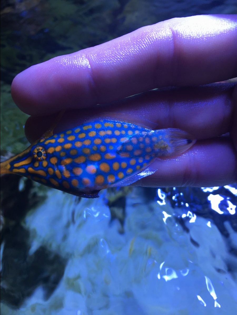 Orange Spotted Filefish | Reef2Reef
