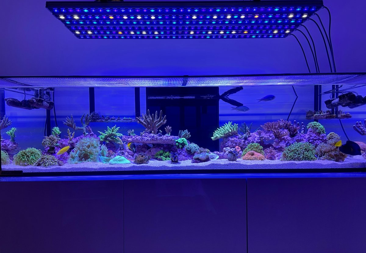 osix-or3-reef-aquarium-led-lighting.jpeg