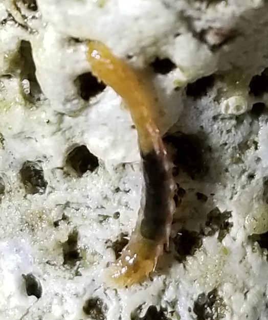A worm, and zoomed in. What is it?