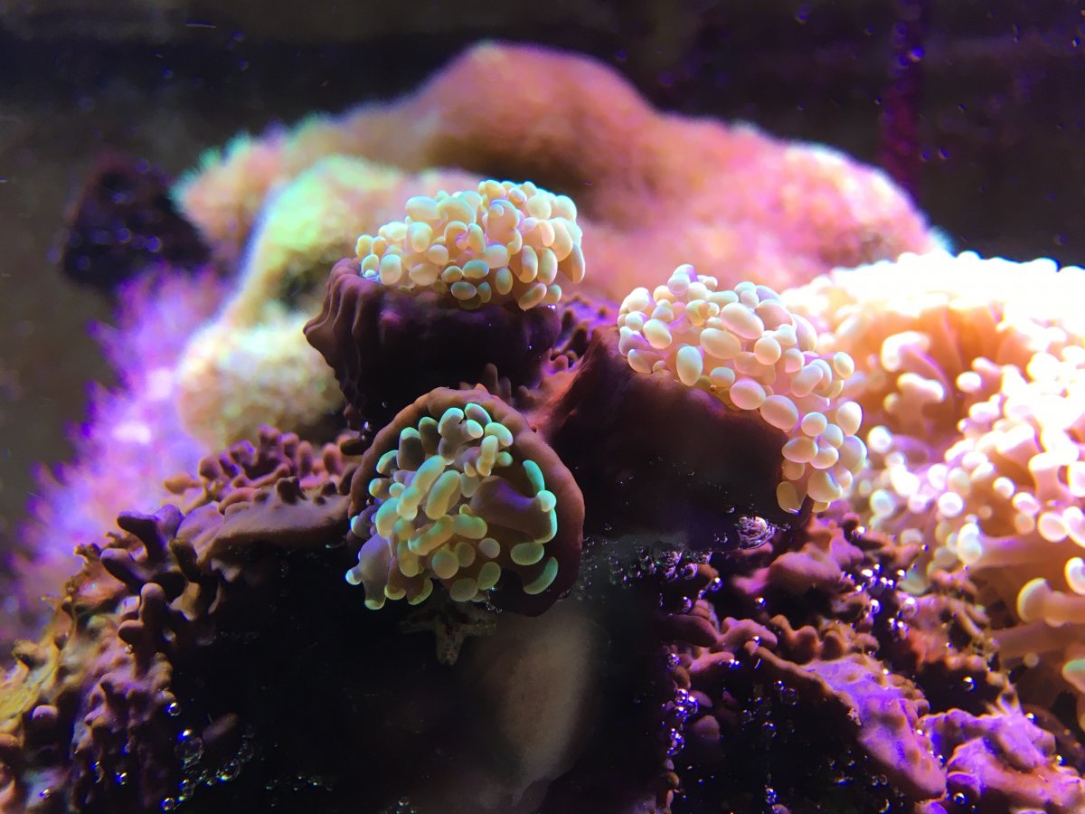 Overgrown coral.JPG