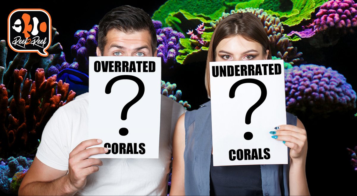 overrated corals.jpg