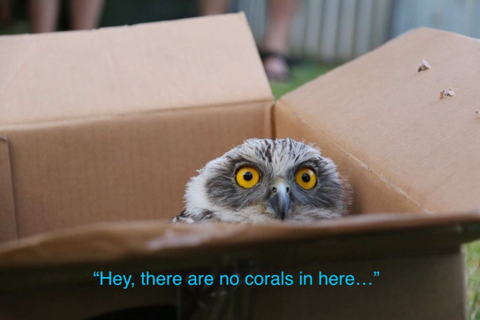 owl in box quote.jpg