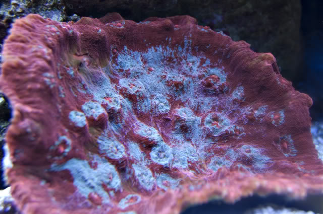 oxypora-1.JPG