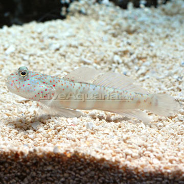 p-71666-watchman-goby.jpg