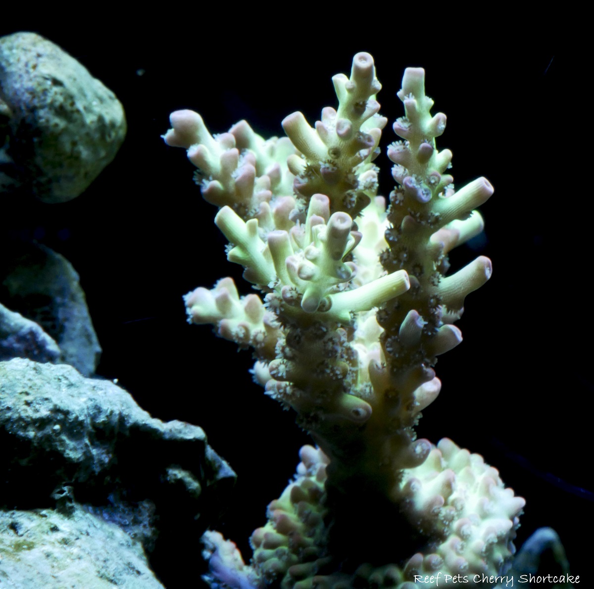 P1000116_1a.jpg