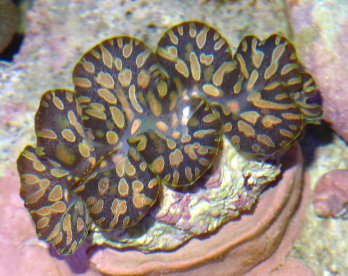 POLL - Have you ever kept a rare or uncommon fish, coral, or invert in ...