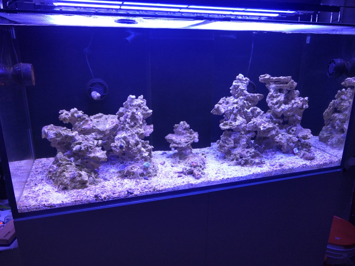 Build Thread - New Reefer Waterbox Marine X 110.4 Mixed Reef | Reef2Reef