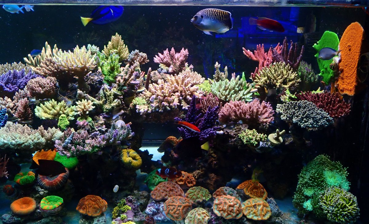 Build Thread - SPS tank in Taiwan | Page 6 | REEF2REEF Saltwater and ...
