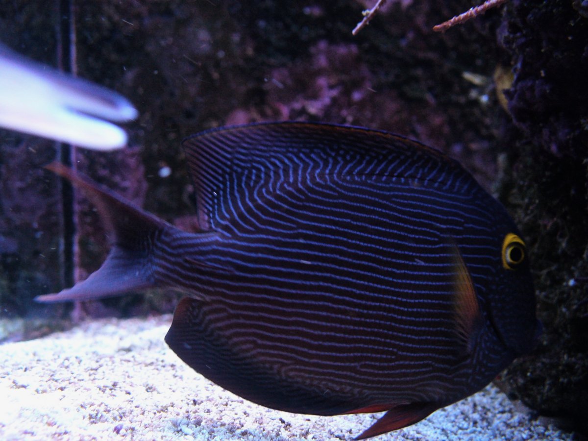 I wanna see your tangs! | Page 2 | Reef2Reef
