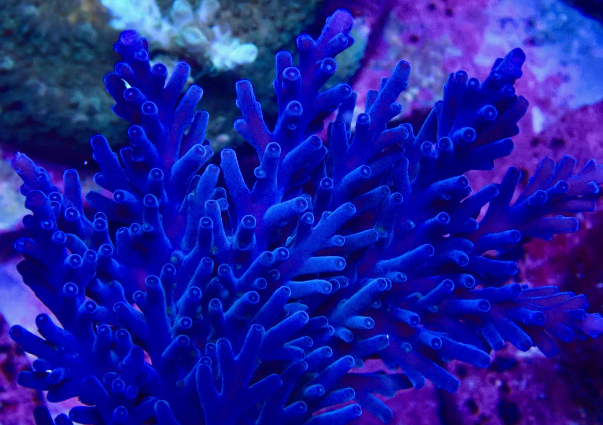 P1260490.jpeg