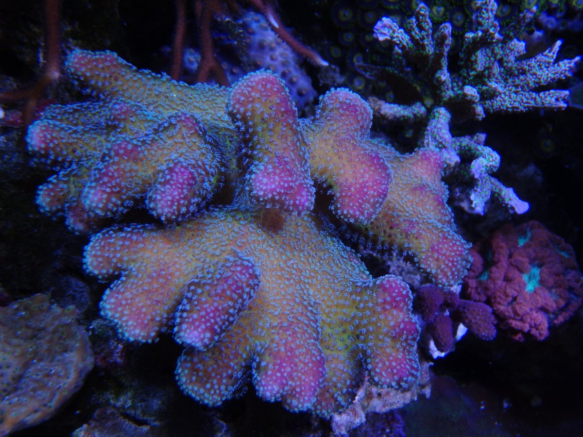 P2132667.jpg