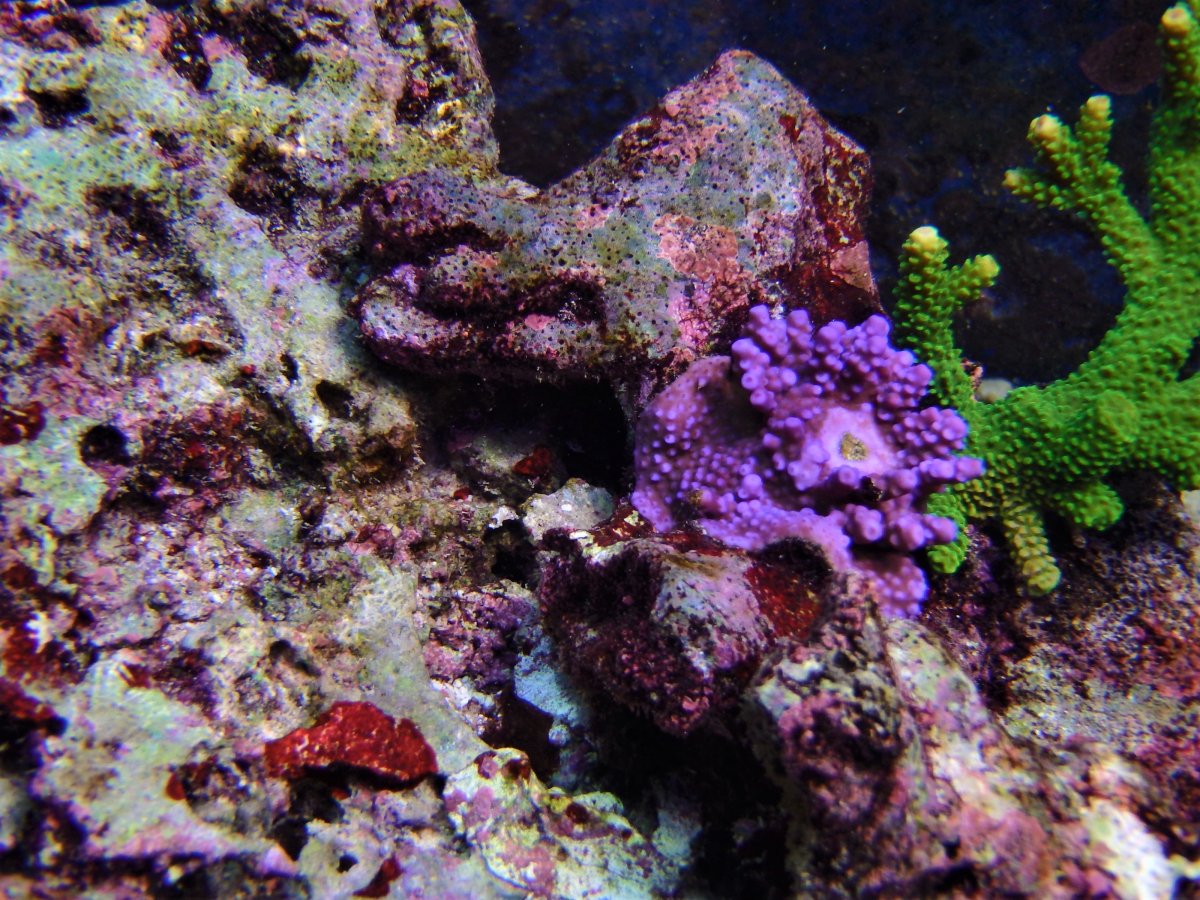 EXTREME Single color SPS who got them what are they? | REEF2REEF ...