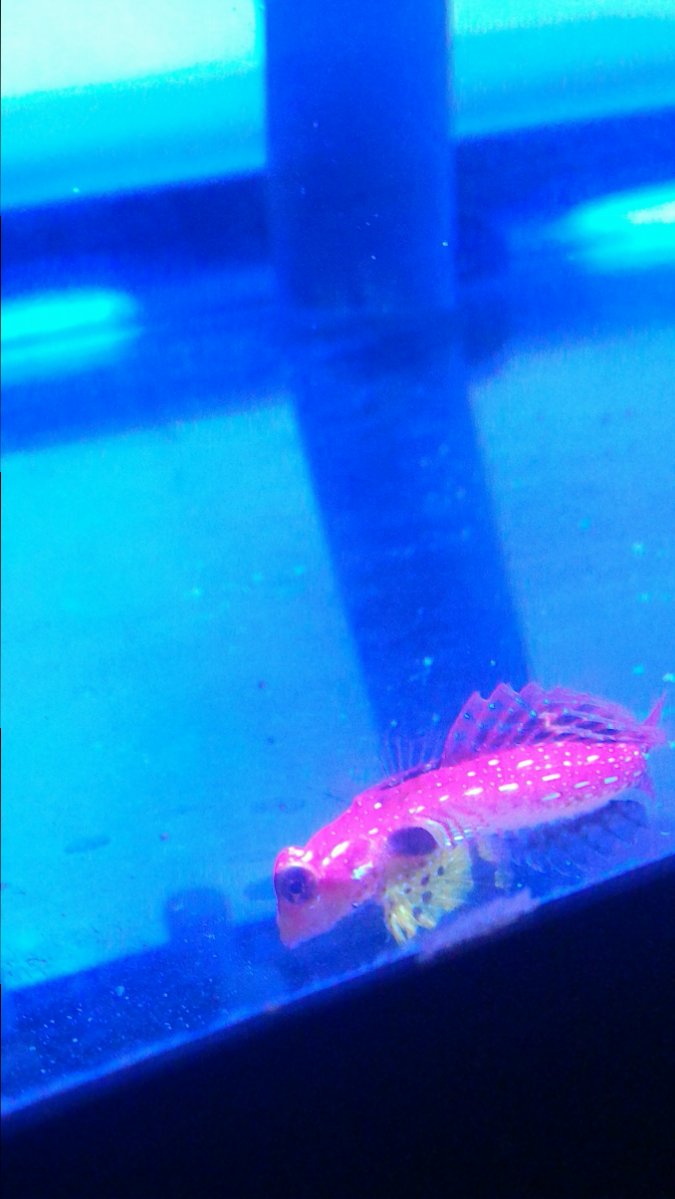 Ruby Red Dragonet Blennies Saltwater Fish
