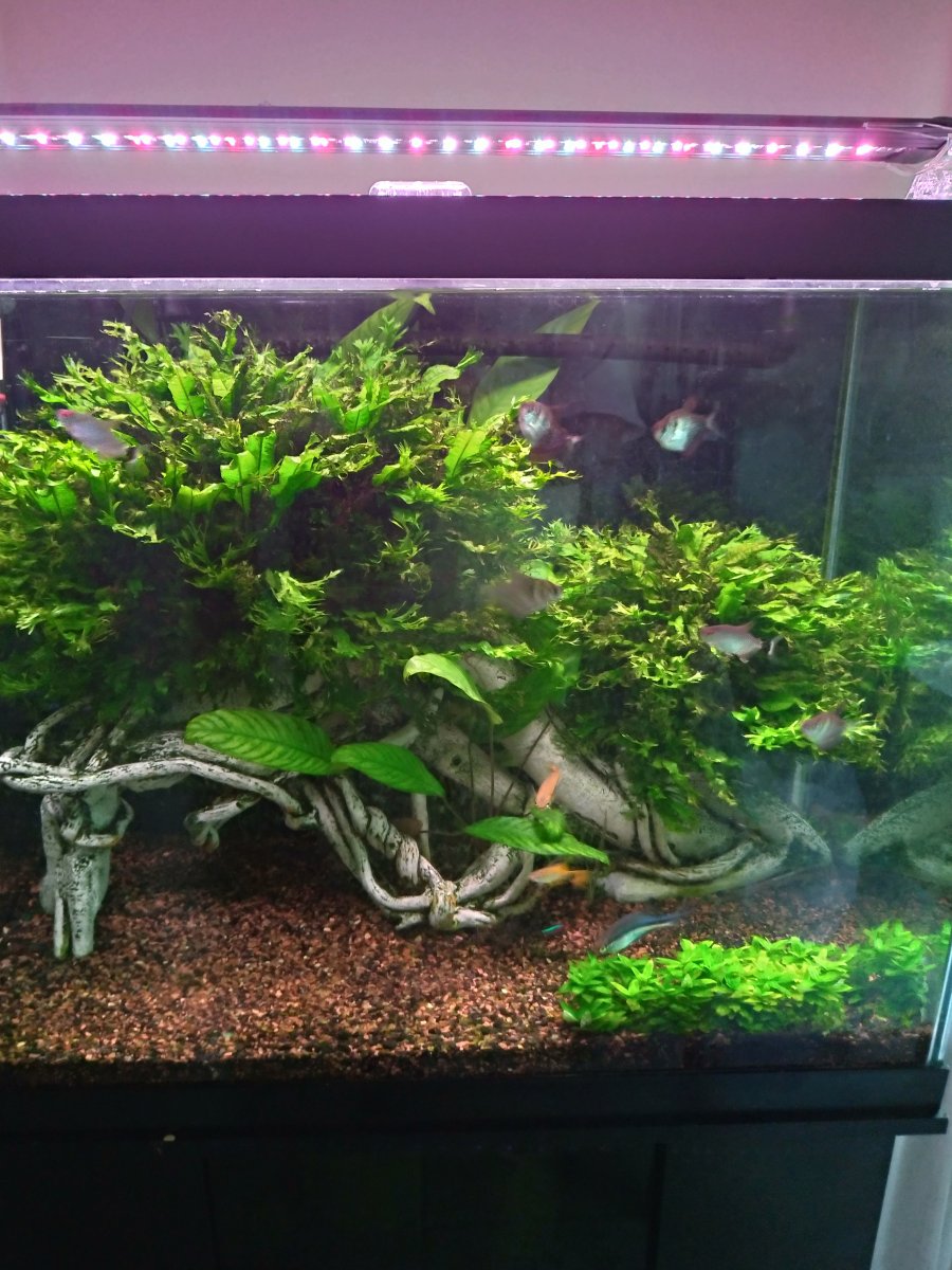 Thoughts on this tank/stand combo from petsmart? : r/Aquariums